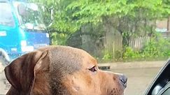 dryber ko na si #Thamuz 😂🥰 #mgapalangganiverche #highlights #doglife #americanbullystandard #animallover #doglover #fypシ゚ #everyone | Mga Palangga ni VerChe