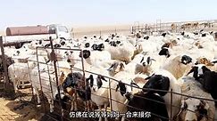 草原羊羔吃奶场面太壮观！上百只羊羔集体跪乳？像极了幼儿园放学