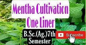 Mentha Cultivation (One Liner)