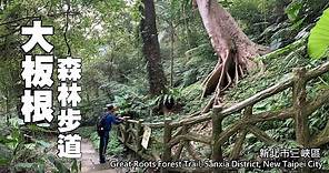 國寶級大板根神木，六月平日免費入園～三峽．大板根森林步道 (Great Roots Forest Trail)