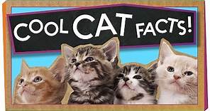 3 Cool Facts About Cats!