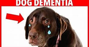 Canine Cognitive Dysfunction and Dog Dementia - What You Should Know