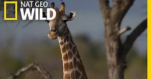Giraffes 101 | Nat Geo Wild