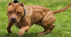 Los 10 Tipos De Razas De Perro Pitbull