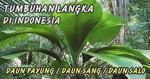 Tumbuhan Langka di Indonesia - Daun Payung / Daun Sang / Daun Salo
