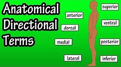 Anatomical Position And Directional Terms - Anatomical Terms - Directional Terms Anatomy
