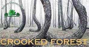 The Crooked Forest of Poland - A Mystery Unfolding | Nature Connection