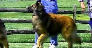 Belgian Tervuren - AKC Dog Breed Series