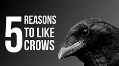 5 Reasons To Like Crows (American Crow)