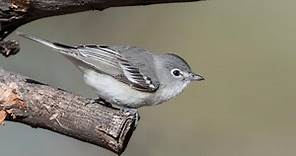Plumbeous Vireo Sounds, All About Birds, Cornell Lab of Ornithology