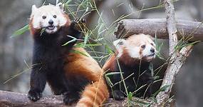 Is a Red Panda a Bear? And More Red Panda Facts