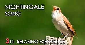 BEST NIGHTINGALE SONG - 3 Hours REALTIME Nightingale Singing, NO LOOP - Birdsong, Birds Chirping