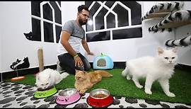 Luxus für Vierbeiner: Iraks erstes Katzenhotel