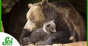 Bears Have Babies While They’re Hibernating