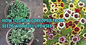 HOW TO GROW COREOPSIS FROM SEEDS WITH FULL UPDATES