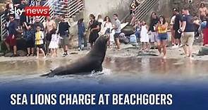 California: Sea lions charge towards beachgoers at La Jolla Cove