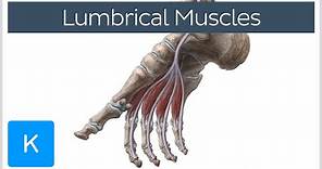 Lumbrical Muscles of the Foot - Human Anatomy | Kenhub