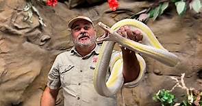 Craziest Reticulated Python Morphs At The Reptile Zoo!