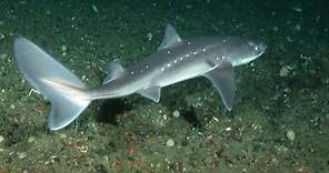 Facts: The Spiny Dogfish
