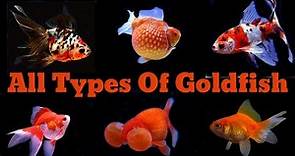 14 Different Types Of Popular Goldfish