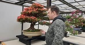 12° satsuki bonsai festival 2023 Crespi bonsai