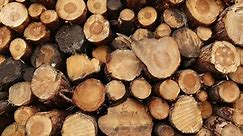 Lumber Prices Are FINALLY Falling After Reaching Record Highs in the Spring