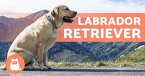 LABRADOR RETRIEVER - ALL About This Popular Breed