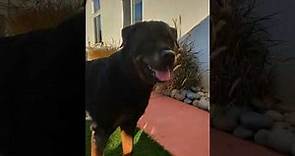 Macho the Rottweiler is live!