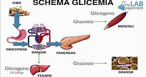 LO SCHEMA della GLICEMIA: che percorso fa il GLUCOSIO quando entra nel sangue?