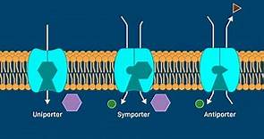 Transport by Carrier Proteins