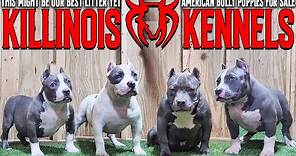 EXTREME AMERICAN BULLY PUPPIES FOR SALE FROM THE WORLD FAMOUS KILLINOIS KENNELS!!!!!