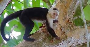 Capuchin Monkeys | Wild Caribbean | BBC Earth