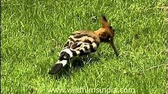 Hoopoe - The only extant species in the family Upupidae