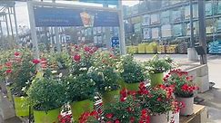 Lowes Inventory January 2024 Everything for your Garden #gardening #flowers #perennial #plants #pots