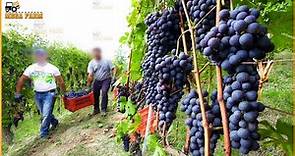 How American Farmers Produce 5,9 Million Tons Of Grapes Every Year - Grape Harvesting