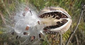 Seed dispersal -- The great escape