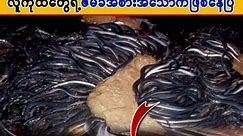 In Japan, eels, which are worth thousands of Burmese money per kilometer, have become a luxury food for the rich.