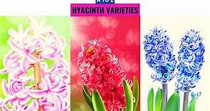 Hyacinth Varieties A to Z
