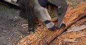 Bumi, our giant anteater,... - North Florida Wildlife Center
