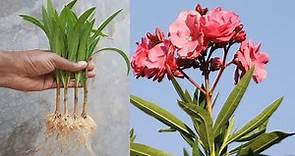 Magical Way To Grow Oleander Plant From Cutting | Oleander Cutting Video | @gardening4u11