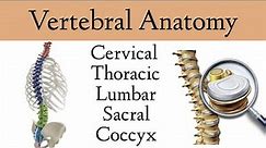 Vertebral Column Anatomy and Bones [Cervical, Thoracic, Lumbar, Sacral Spine]