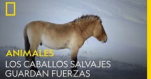 Los últimos caballos salvajes guardan fuerzas en invierno | NATIONAL GEOGRAPHIC ESPAÑA