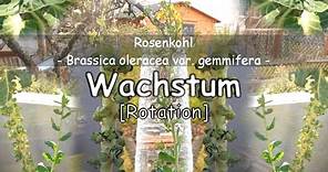 Rosenkohl Pflanze (Growing Brassica oleracea var. gemmifera)