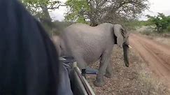 Elephant Scratches Butt On Safari Vehicle | Wild-ish TV