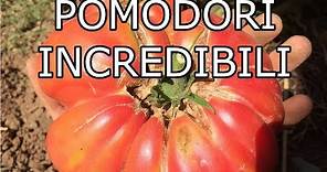 10 Trucchi per coltivare Pomodori Incredibili, Potatura e Fertilizzazione