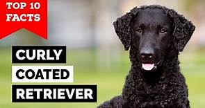 Curly Coated Retriever - Top 10 Facts