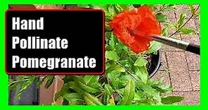 How To Pollinate Pomegranate Flowers: Hand Pollinate Pomegranate Flowers