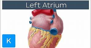 Left Atrium - Definition, Function & Anatomy - Human Anatomy | Kenhub