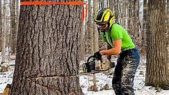 My Favorite Way To Cut A Tree | HOW TO
