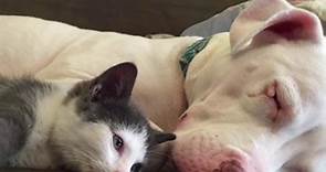 Pit Bull Dog Loves Cuddling Foster Kittens | The Dodo
